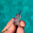Vera Cruze Amethyst Specimen