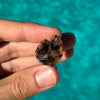 Mooralla Smoky Quartz Specimen