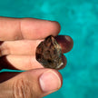 Mooralla Smoky Quartz Specimen