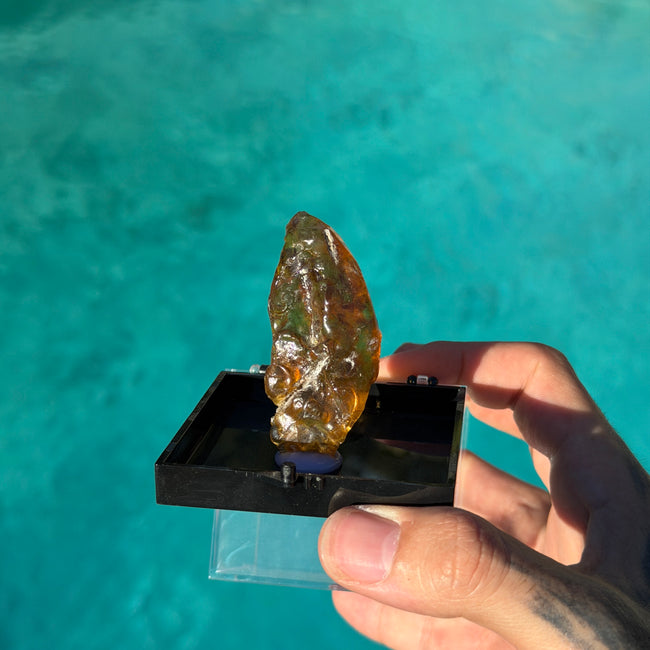 Baltic Amber Specimen – Display Case