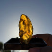 Baltic Amber Specimen – Display Case