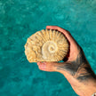Natural Ammonite Fossil Specimen