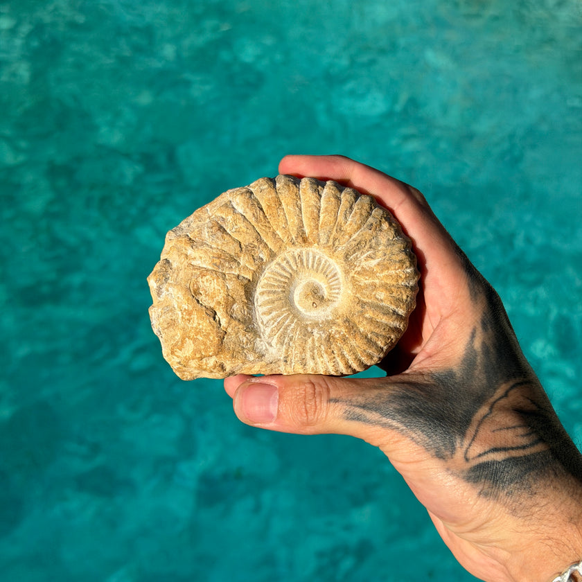 Natural Ammonite Fossil Specimen