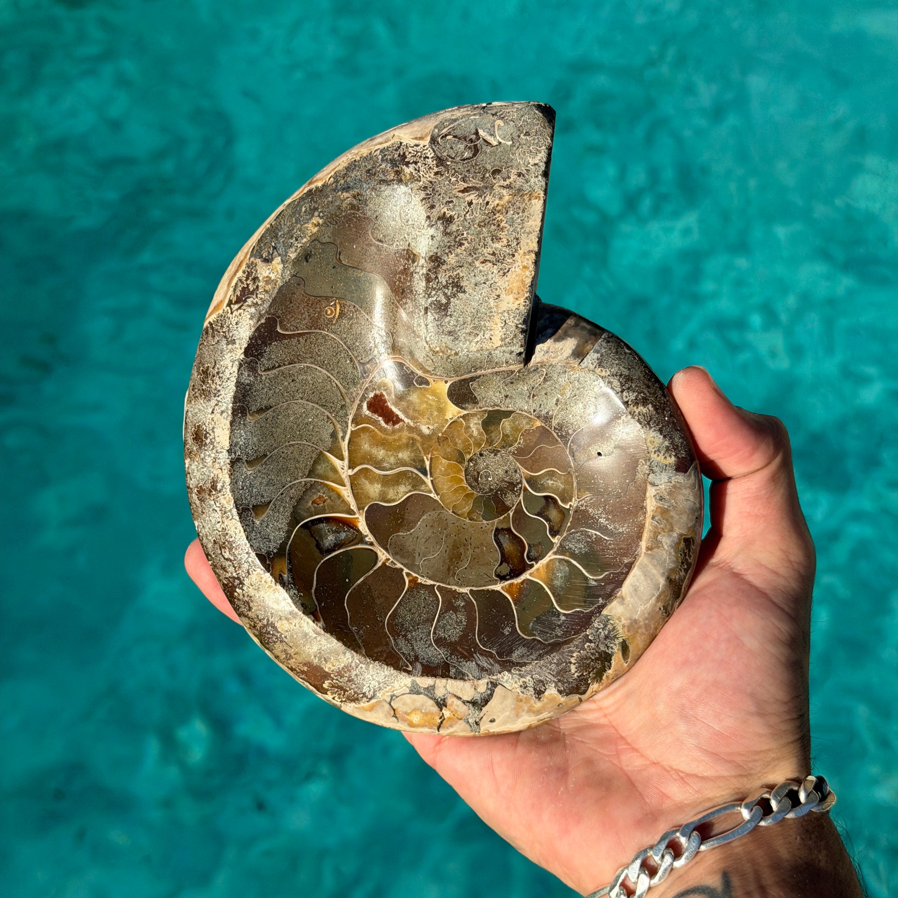 Polished Ammonite Bowl