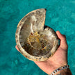 Polished Ammonite Bowl