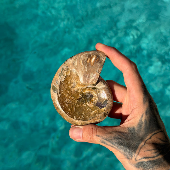 Polished Ammonite Bowl