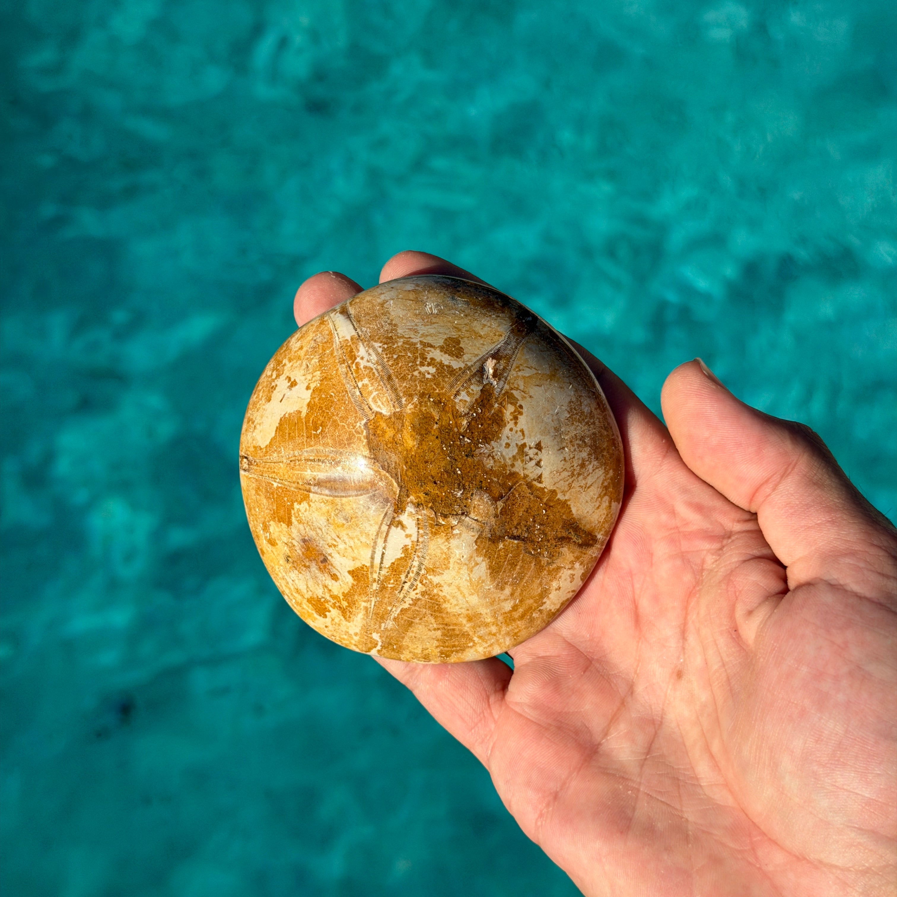 Polished Fossil Sand Dollar (Echinoid)