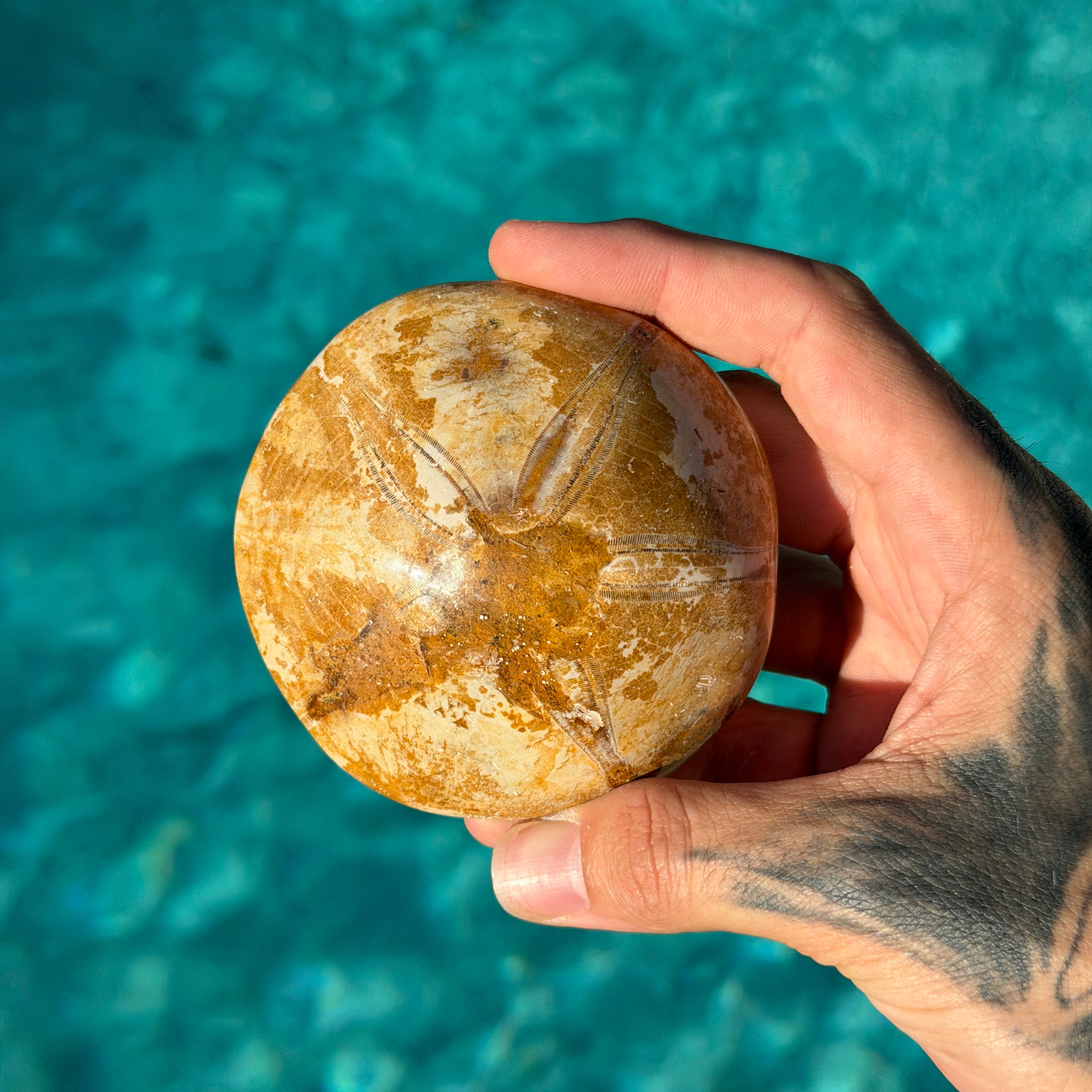 Polished Fossil Sand Dollar (Echinoid)