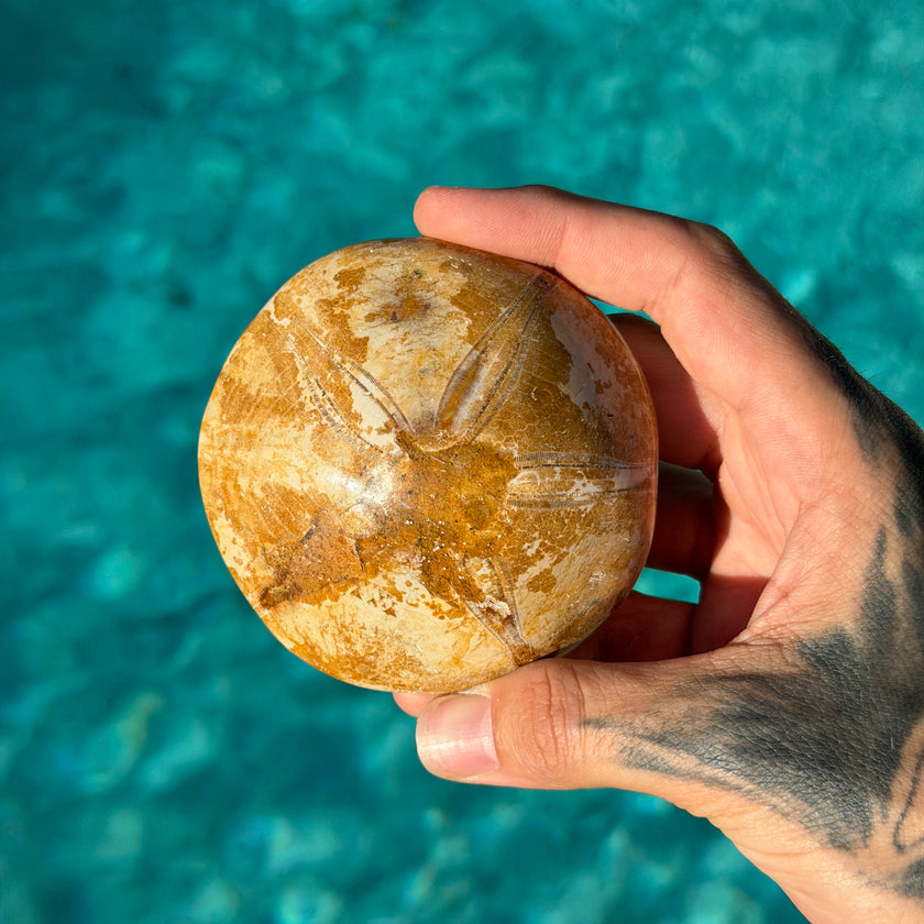 Polished Fossil Sand Dollar (Echinoid)