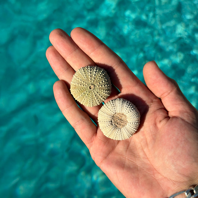 Natural Sea Urchin Shell