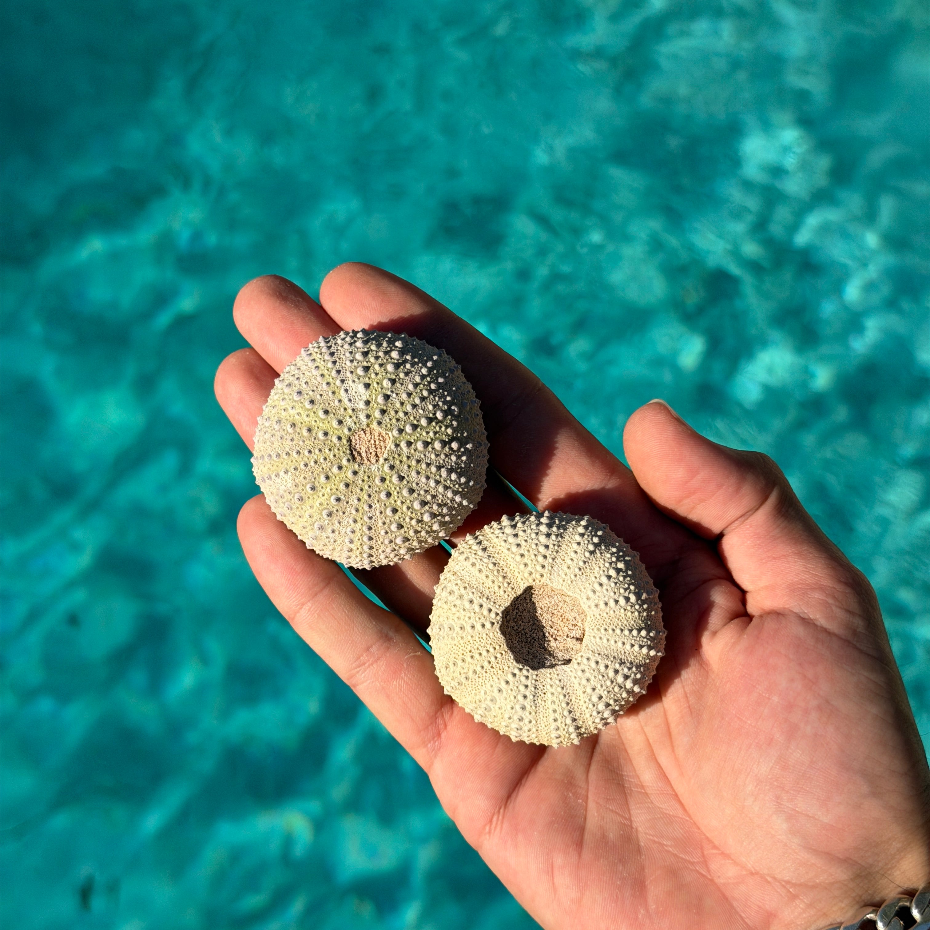 Natural Sea Urchin Shell