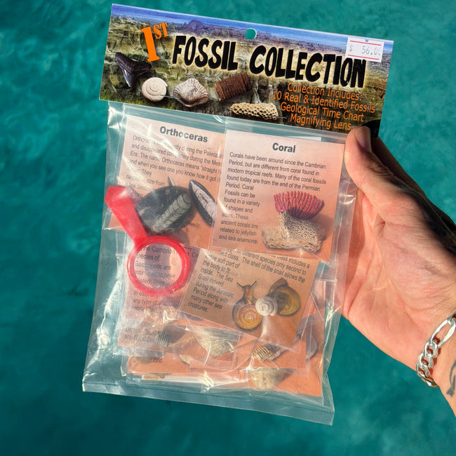 1st Fossil Collection Kit