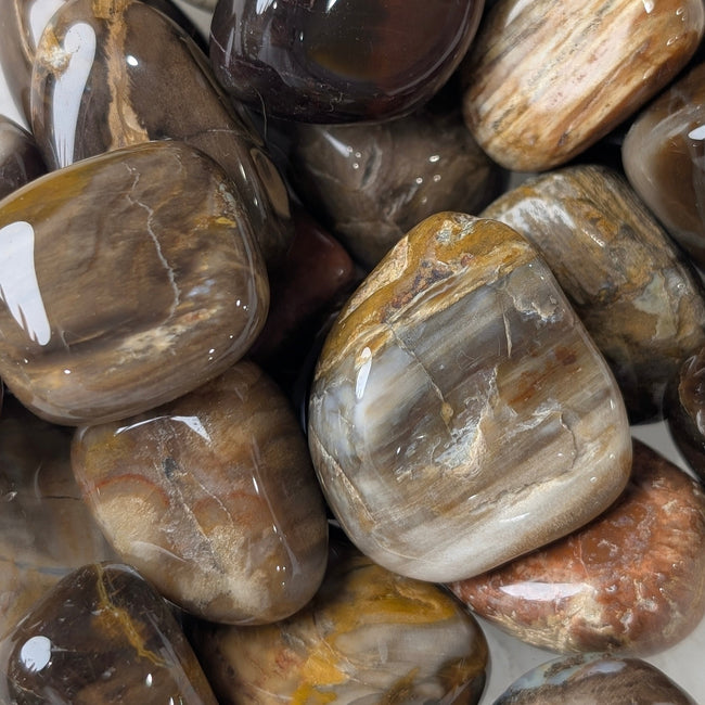 Petrified Wood Tumble
