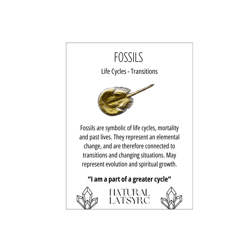 1st Fossil Collection Kit